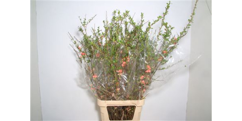Chaenomeles Japonica Red 100cm A1 Col-Salmon Pink