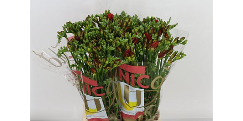 Freesias Du Red Beauty 52cm A2