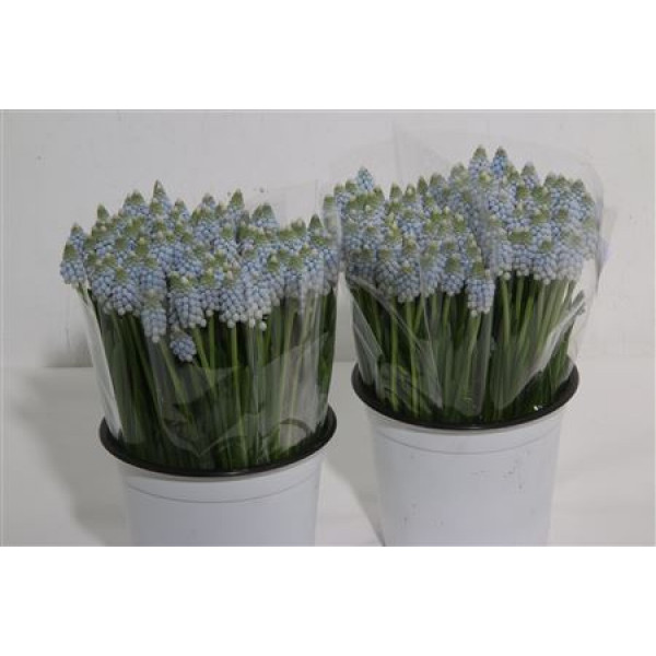 Muscari Ar Lady Blue 30cm A1