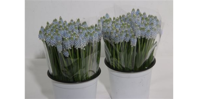 Muscari Ar Lady Blue 30cm A1