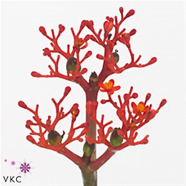 Jatropha Firecracker 40cm  Col-Red