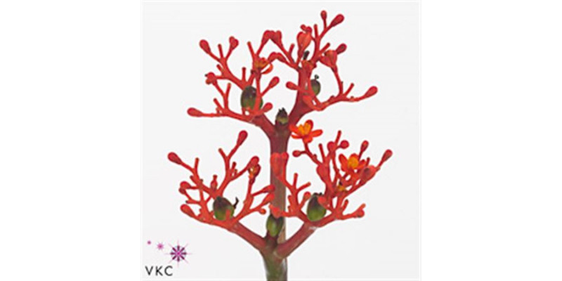 Jatropha Firecracker 40cm  Col-Red