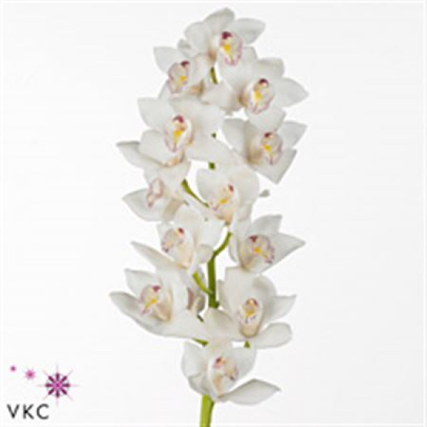 Orchid Cymb Mi White Plus Pink Throat 55cm A1