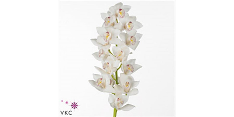 Orchid Cymb Mi White Plus Pink Throat 55cm A1