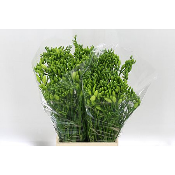 Freesias En Ambiance 48cm  Col-White