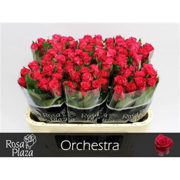 Rose Gr Orchestra 60cm A1