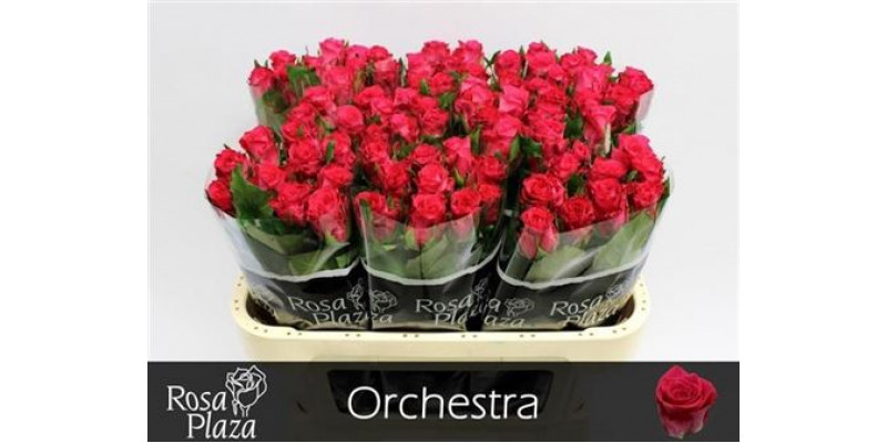 Rose Gr Orchestra 70cm A1