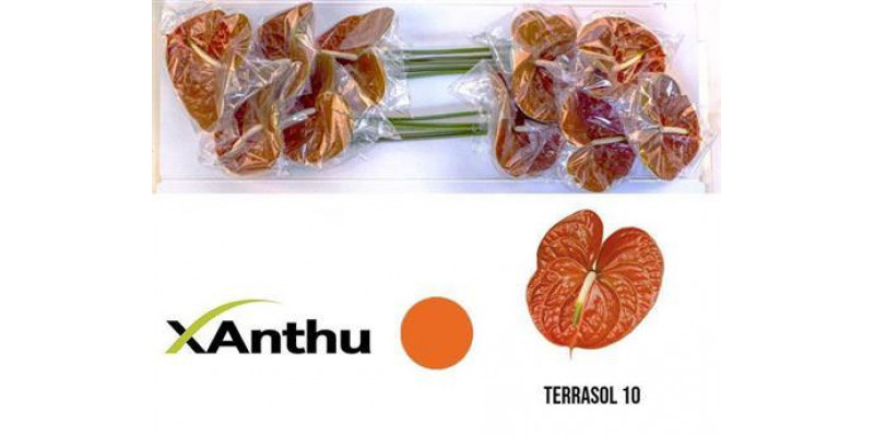 Anthurium Terrasol X10 10 Col-Copper