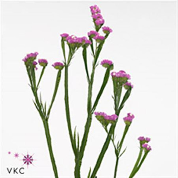 Limonium S Rosa Sun Birds 75cm A1 Col-Old Pink