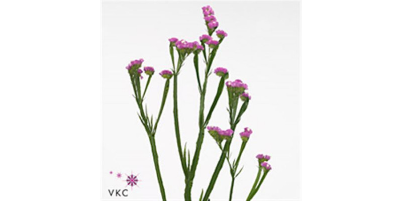 Limonium S Rosa Sun Birds 75cm A1 Col-Old Pink