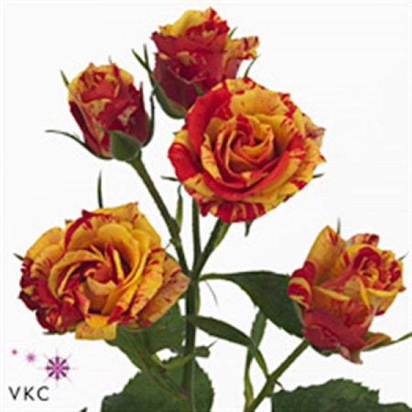 Rose Tr Fire Flash 80cm A1