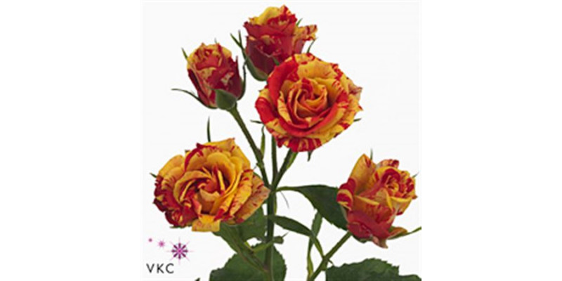 Rose Tr Fire Flash 80cm A1