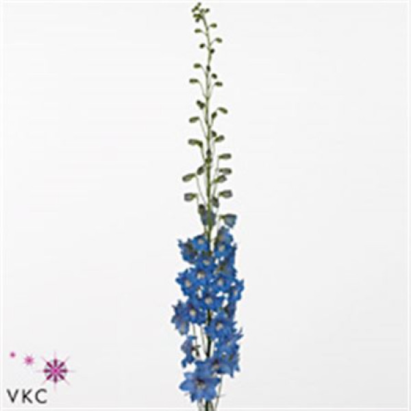 Delphinium El Sunny Skies 90cm A1