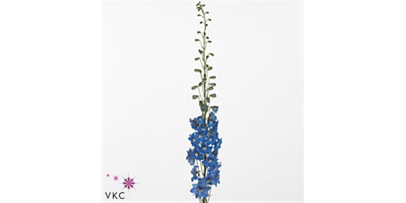 Delphinium El Sunny Skies 90cm A1