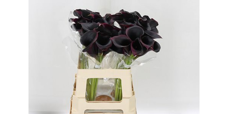 Zanthedeschias (Calla Lilly) Rudolph 60cm A1 Col-Purple