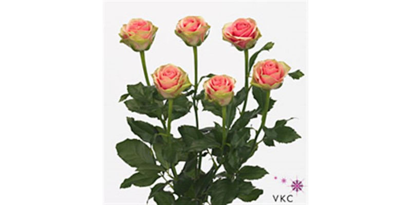 Rose Tr Isis Classic 80cm A1