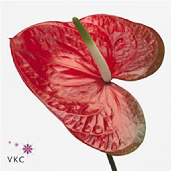 Anthurium Red Amor X12 12cm 12