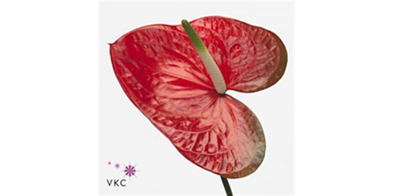 Anthurium Red Amor X12 12cm 12