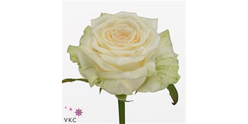 Rose Gr Dolomiti Xl 60cm A1