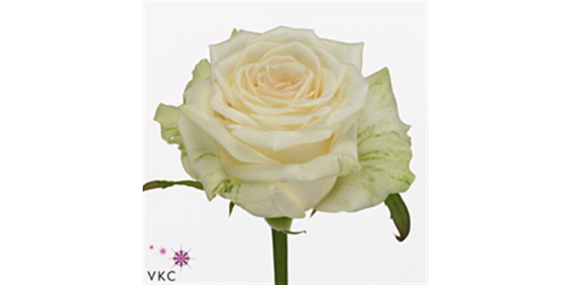 Rose Gr Dolomiti 3-3 70cm A1 (Valentine Pre Order)