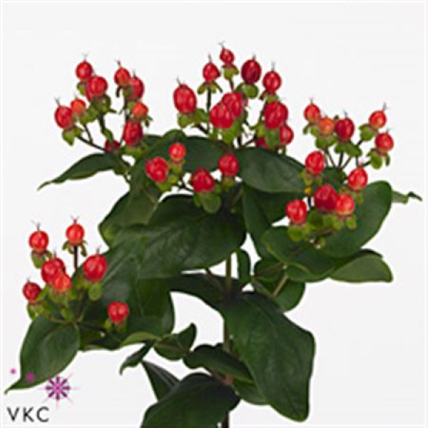 Hypericum Coco Diablo Spray 40cm A1 Col-Red