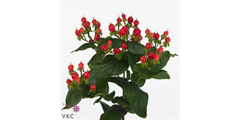 Hypericum Coco Diablo Spray 40cm A1 Col-Red