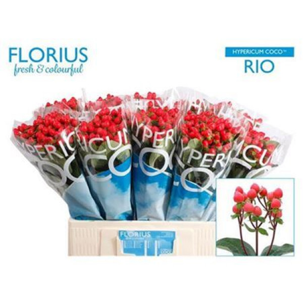 Hypericum Coco Rio 60cm  Col-Red