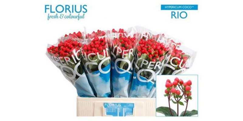 Hypericum Coco Rio Spray 65cm  Col-Red