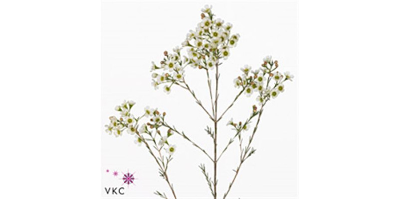 Chame Denmark Pearl 60cm A1