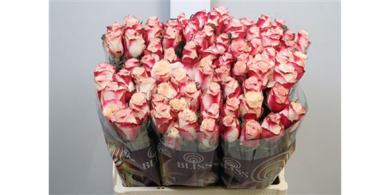 Rose Gr Advance Sweetness 40cm A1