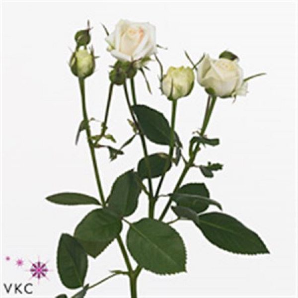 Rose Tr Exclusive Sensation 50cm A1