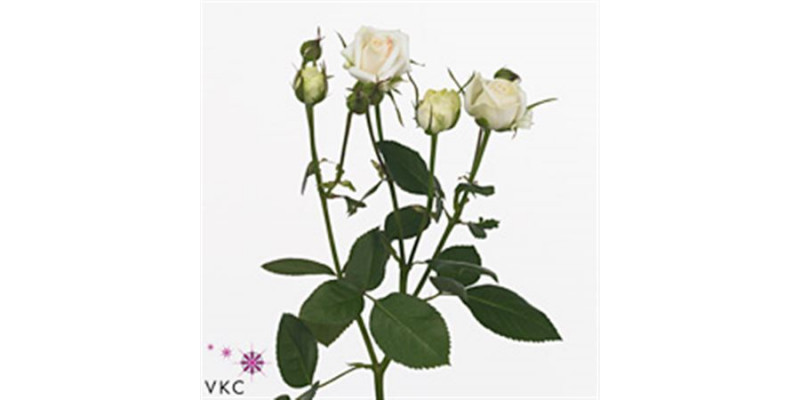 Rose Tr Exclusive Sensation 50cm A1