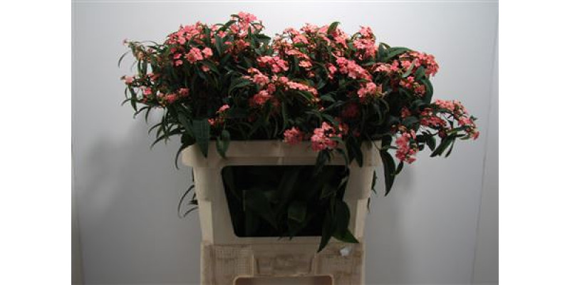 Euphorbia F T Pink Baron 75cm A1