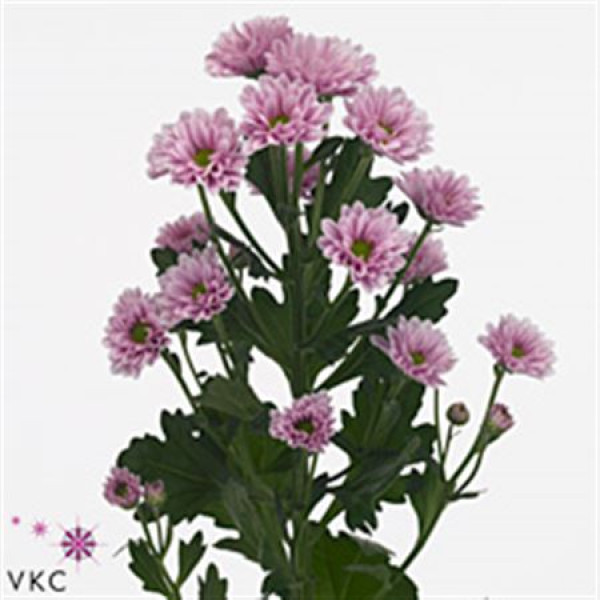 Chrysanthemums S Kindly 55 cm A1