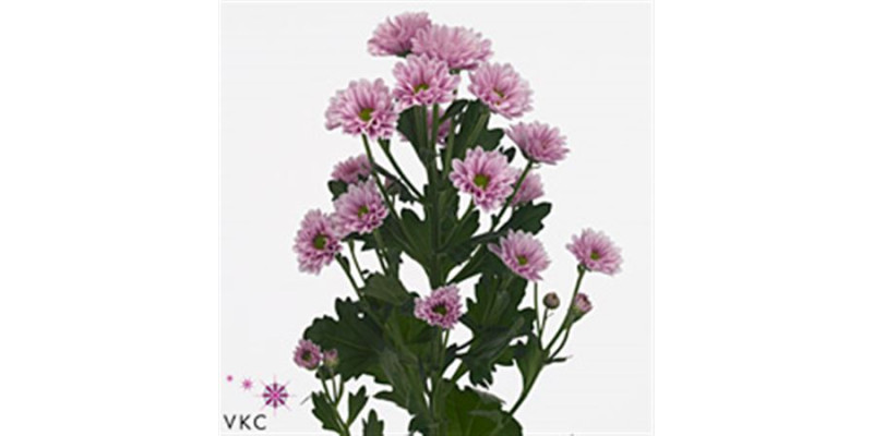 Chrysanthemums S Kindly 55 cm A1