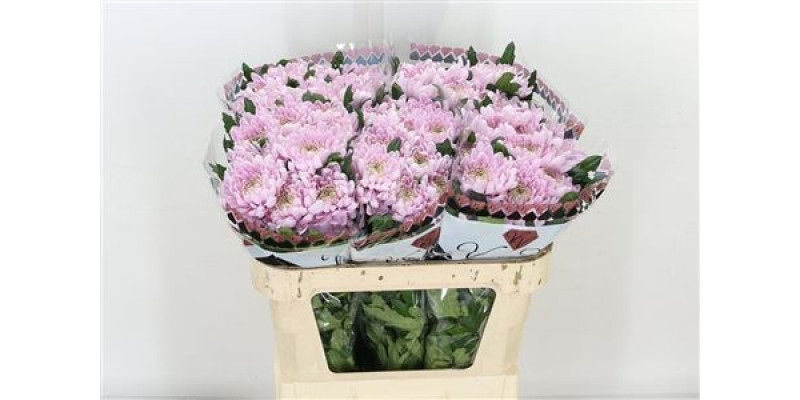 Chrysanthemums G Rossano 70cm 