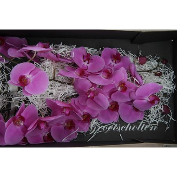Orchid Phal Happy Valentina 25cm A1