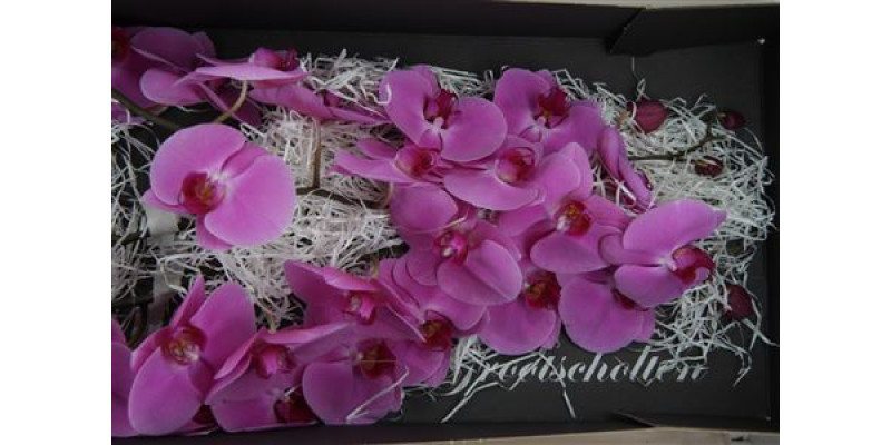 Orchid Phal Happy Valentina 25cm A1