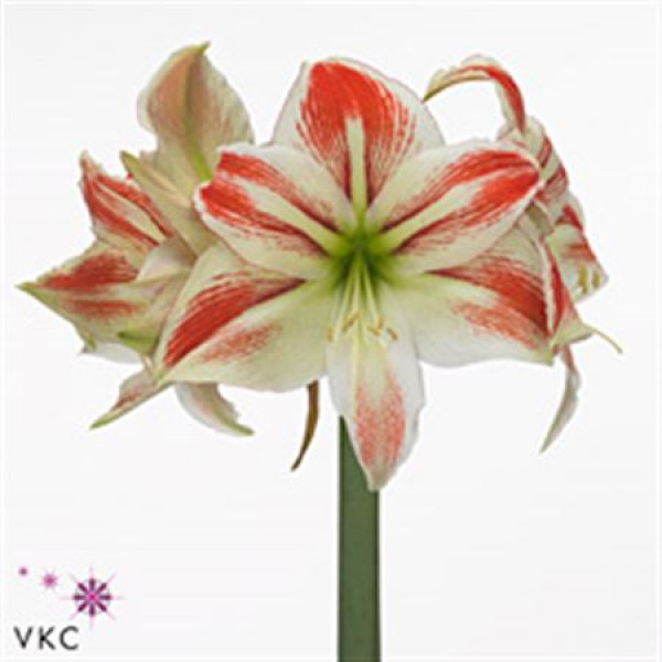 Amaryllis Amorice 12cm A1