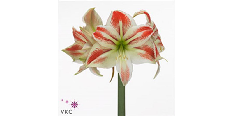 Amaryllis Amorice 15cm A1