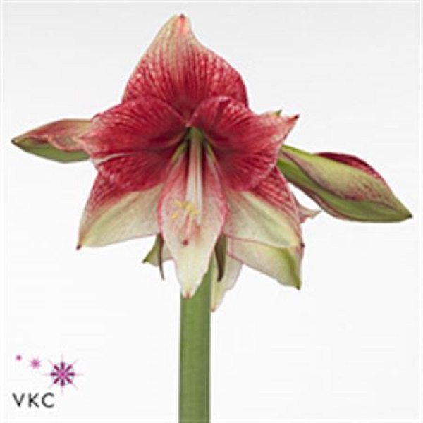 Amaryllis Tosca 12cmcm A1