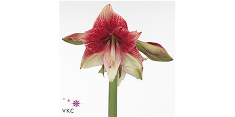 Amaryllis Tosca 12cmcm A1