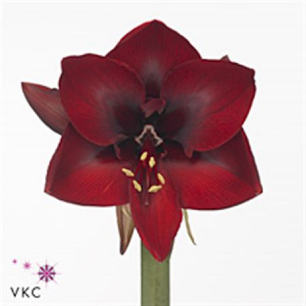 Amaryllis Dordogne 12cm A1