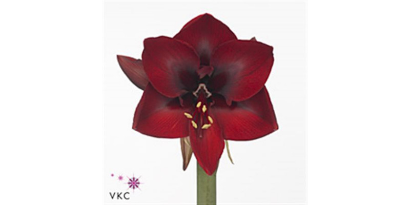 Amaryllis Dordogne 12cm A1