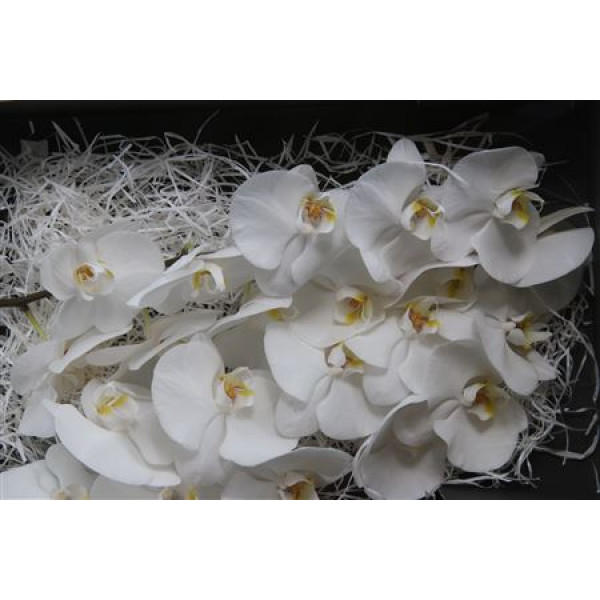 Orchid Phal Sensation White Grootscholten X 45  A1