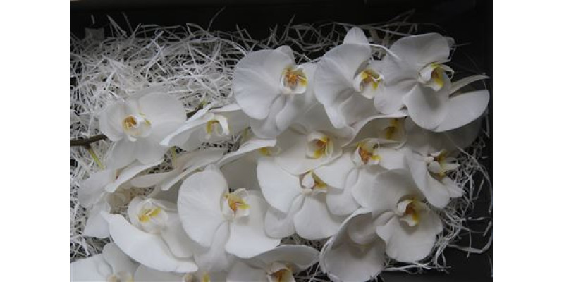 Orchid Phal Sensation White Grootscholten X 45  A1