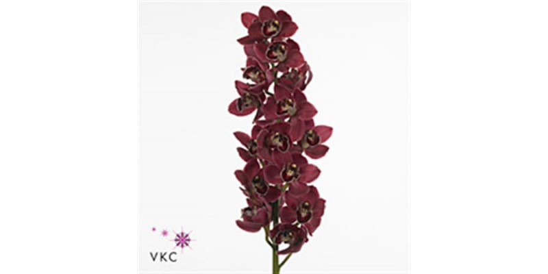 Orchid Cymb Tak Hades 0cm  Col-Red
