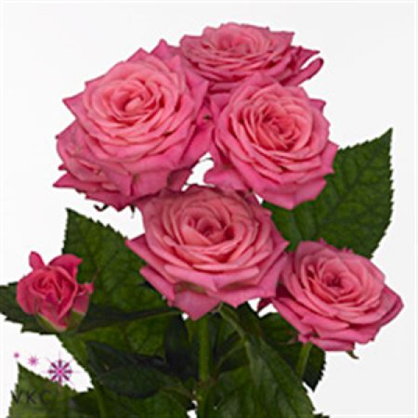 Rose Tr Lianne 80cm A1