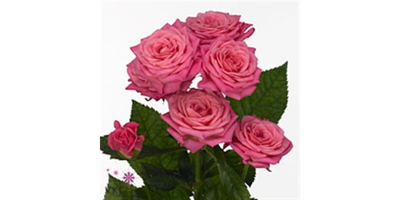 Rose Tr Lianne 80cm A1