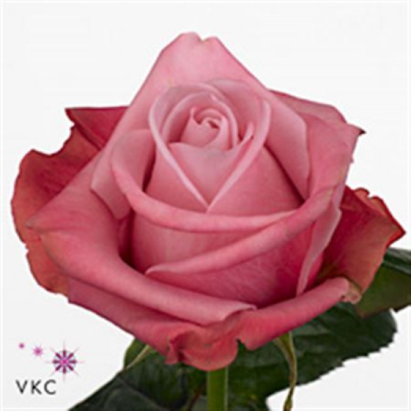 Rose Gr Deep Water 60cm A1